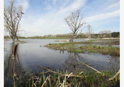 Leiestreek: wandelen langs de Leie is puur genieten in de natuur