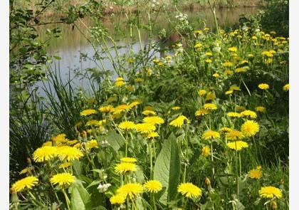 Leiestreek: wandelen langs de Leie is puur genieten in de natuur