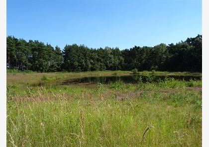 Limburgse Kempen: vele uren wandelplezier 