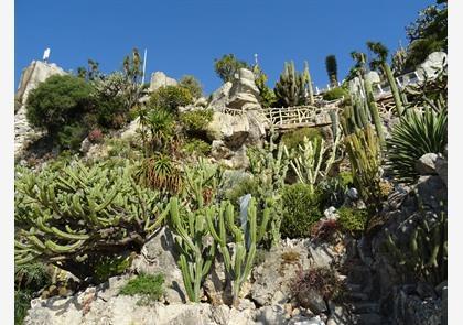 Monaco: Jardin Exotique of exotische tuin