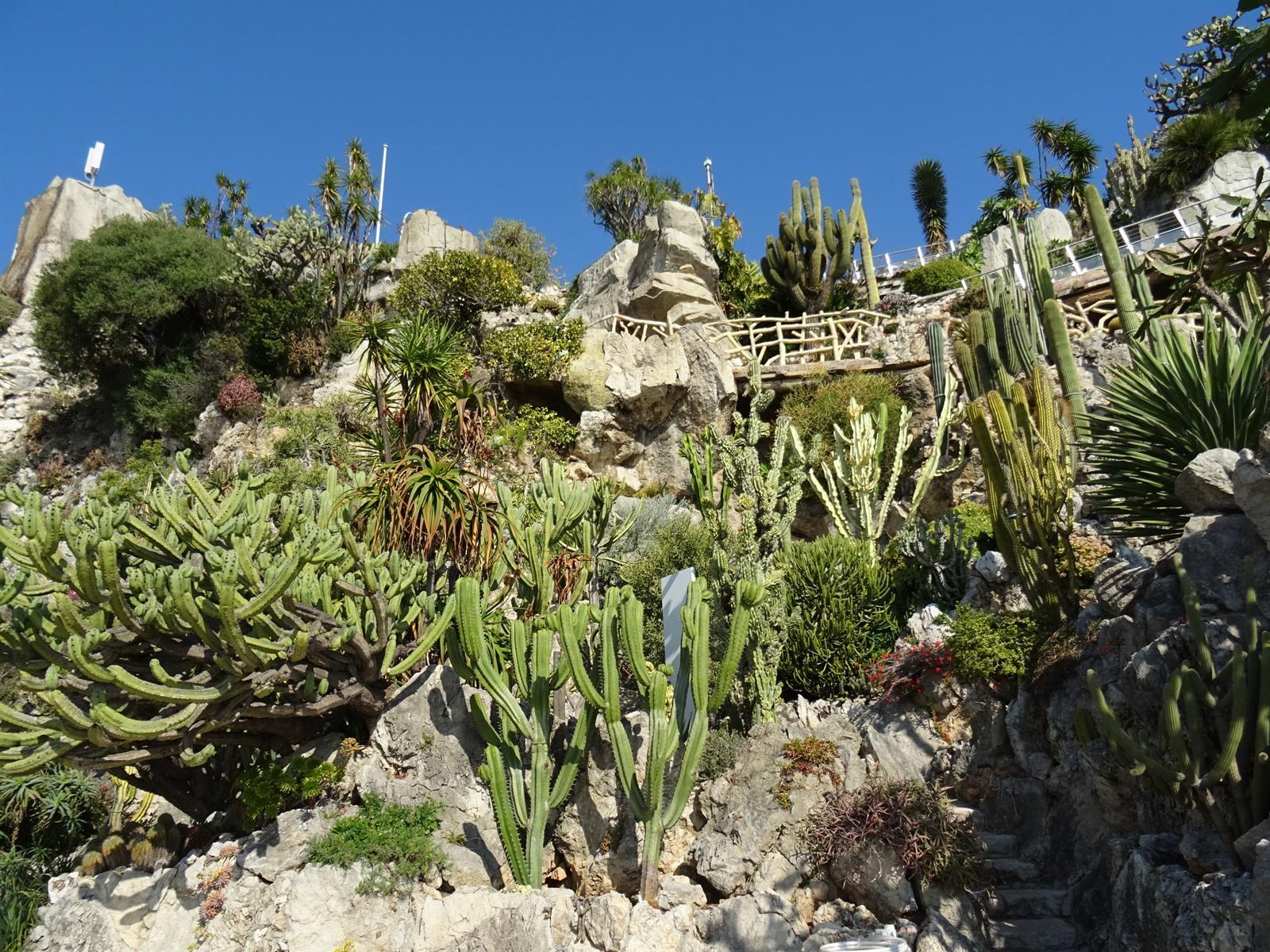 Lees onze tips voor de Jardin Exotique Monaco