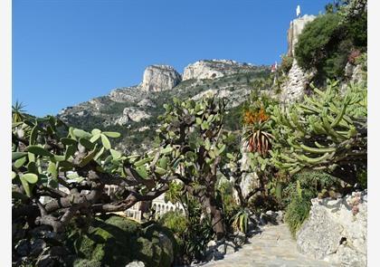 Monaco: Jardin Exotique of exotische tuin