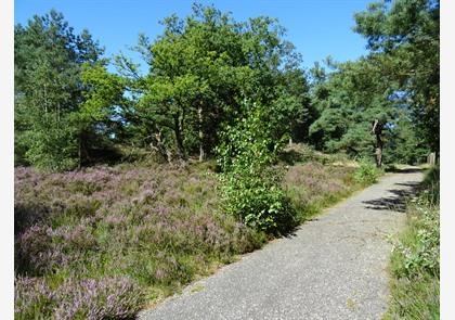 Koersels Kapelleke, verkenning in het groen 