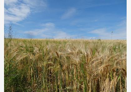 Vlaamse Ardennen: luswandelingen in Ename en Muziekbos