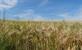 Vlaamse Ardennen: luswandelingen in Ename en Muziekbos