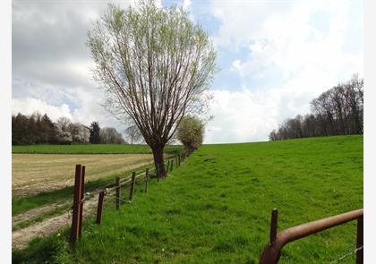 Vlaamse Ardennen: luswandelingen in Ename en Muziekbos