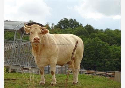 Morvan: een bijzonder natuurpark   