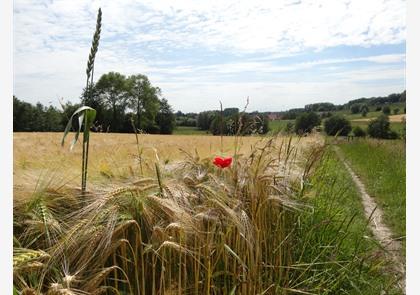 Vlaamse Ardennen: wandelen in het Muziekbos