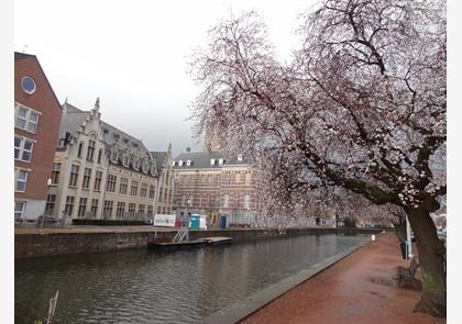 Dendermonde: Stadswandeling 