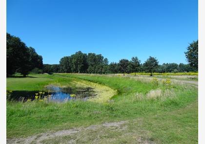 Waasland: Stekene, het Stropersbos, een bekende vos en zijsprongetje naar Hulst