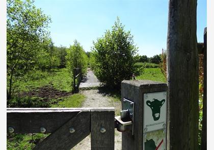 Waasland: Stekene, het Stropersbos, een bekende vos en zijsprongetje naar Hulst