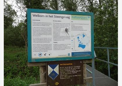 Waasland: Stekene, het Stropersbos, een bekende vos en zijsprongetje naar Hulst