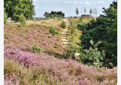 Gelderland: bloeiende heide in de Veluwezoom