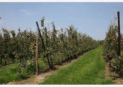 Haspengouw: groene wandelroutes