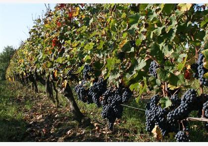 Gironde: departement met rijke wijnbodem