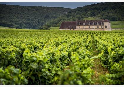 Bourgogne: wijnen