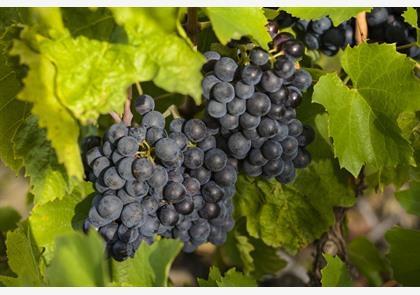 Bourgogne: wijnregio's