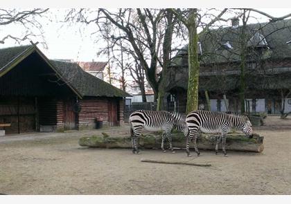 Antwerpen: ZOO