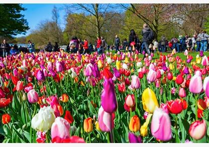 Zuid-Holland: bloembollen, bloemencorso en de zee