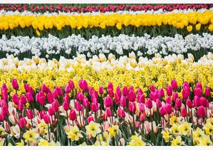 Zuid-Holland: bloembollen, bloemencorso en de zee