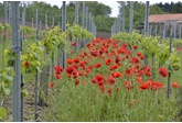 Domein Marsnil: een nieuwe wijngaard in Haspengouw