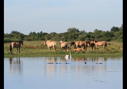 Groepsreis fietsvakantie Baai van de Somme