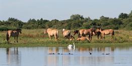 Groepsreis fietsvakantie Baai van de Somme