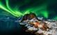 Groepsreis 7-daagse rondreis Lofoten