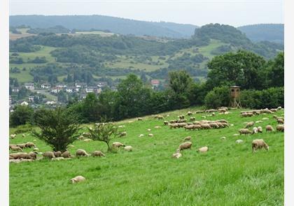 Groepsreis 4-daagse wandelvakantie Vulkaaneifel