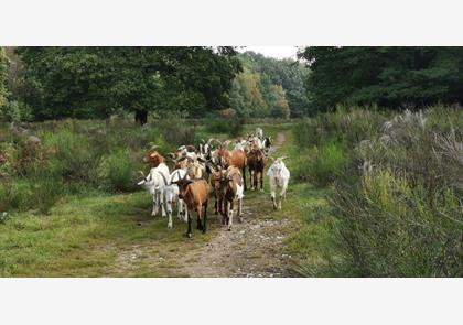 Groepsreis 4-daagse Rijn wandelvakantie