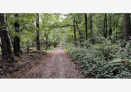 Groepsreis 4-daagse Rijn wandelvakantie