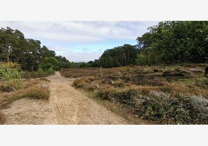 Groepsreis 4-daagse Rijn wandelvakantie