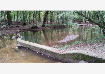 Groepsreis 4-daagse Rijn wandelvakantie