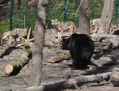 Wildpark Knüll